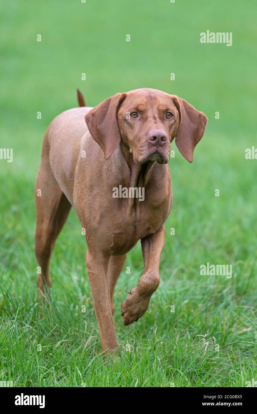 Hungarian Vizsla / Magyar Vizsla, sporting dog breed from Hungary in meadow Stock Photo