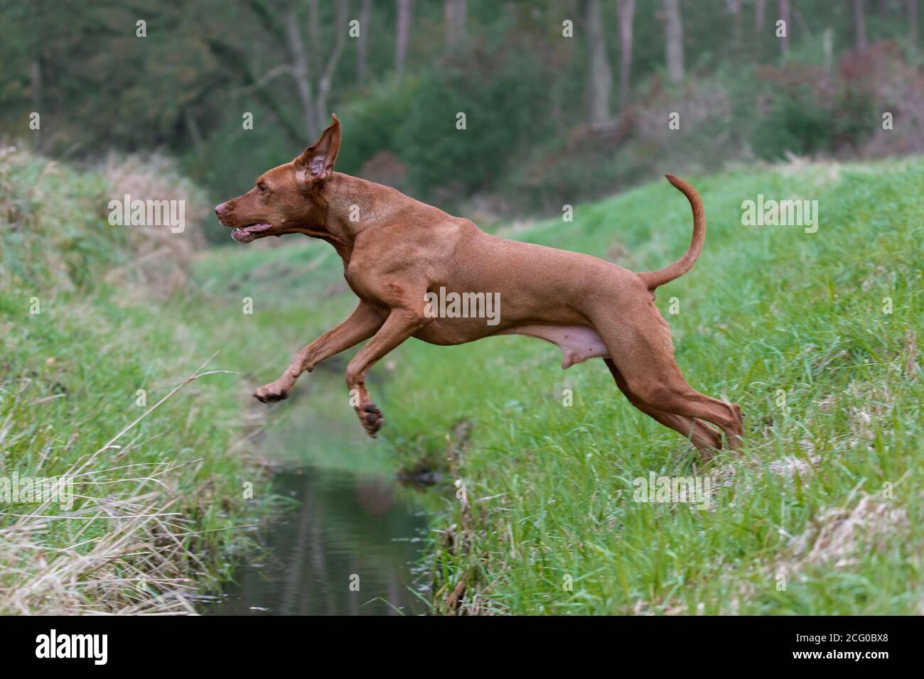 Hungarian Vizsla / Magyar Vizsla, sporting dog breed from Hungary jumping over ditch Stock Photo