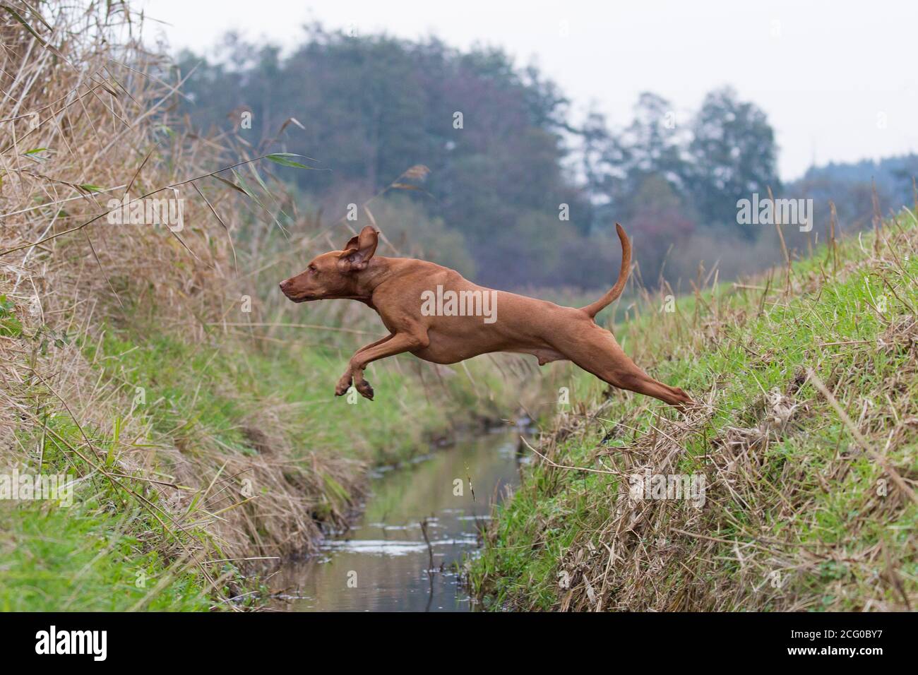 Hungarian Vizsla / Magyar Vizsla, sporting dog breed from Hungary jumping over ditch Stock Photo