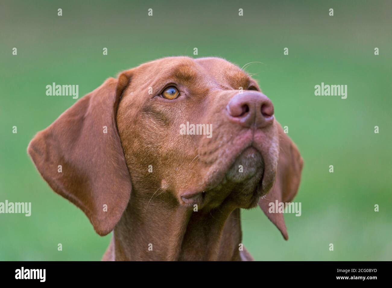 Close-up portrait of Hungarian Vizsla / Magyar Vizsla, sporting dog breed from Hungary in meadow Stock Photo
