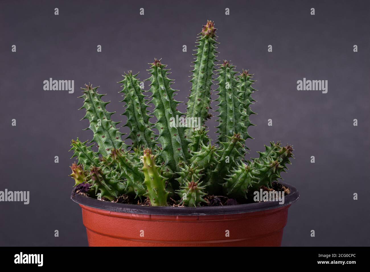 Beautiful group of orbea variegata in pot isolated on black background Stock Photo