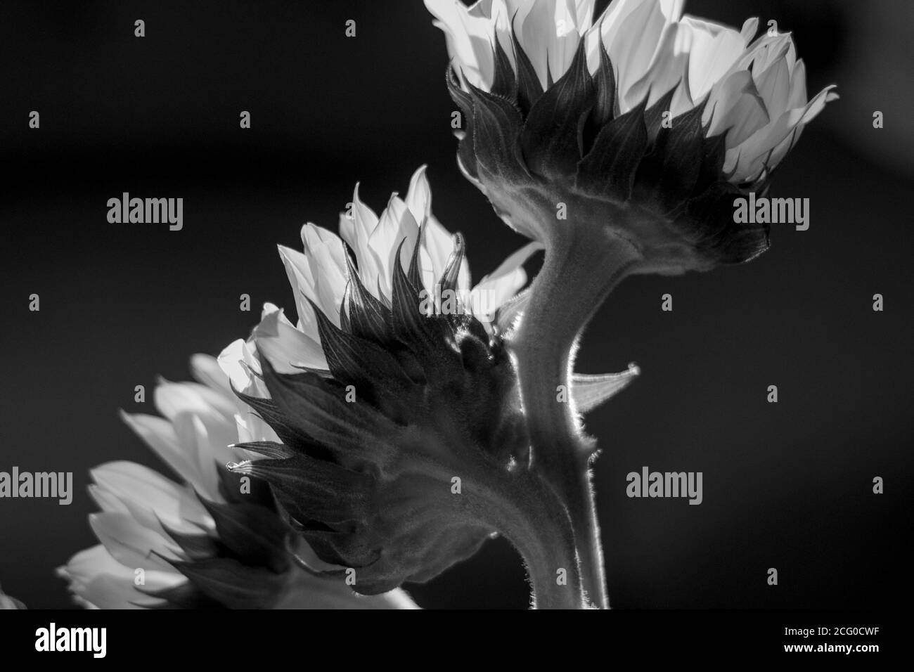 Closeup of bouquet of sunflowers in black and white Stock Photo