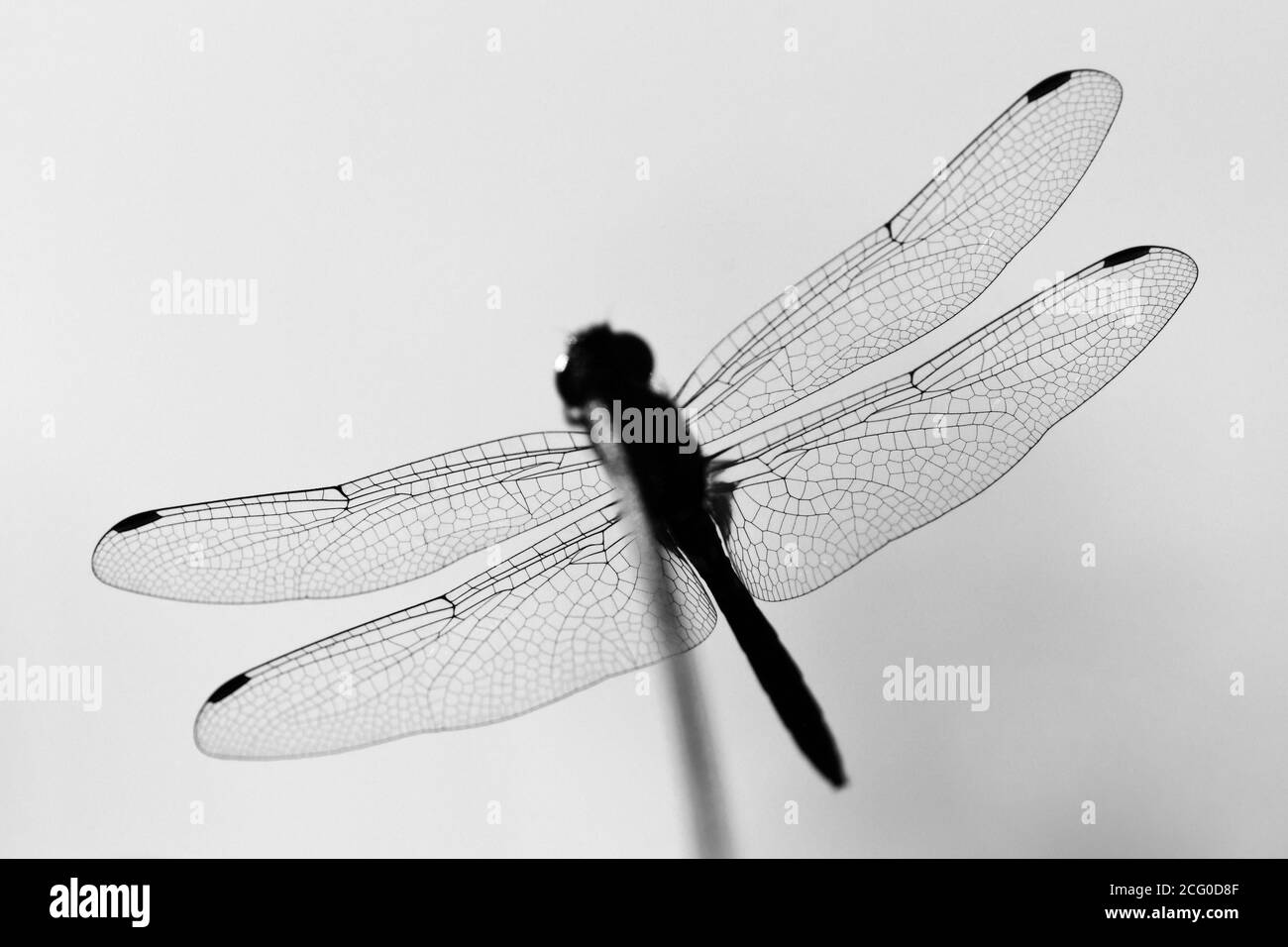 Half insect Black and White Stock Photos & Images - Alamy