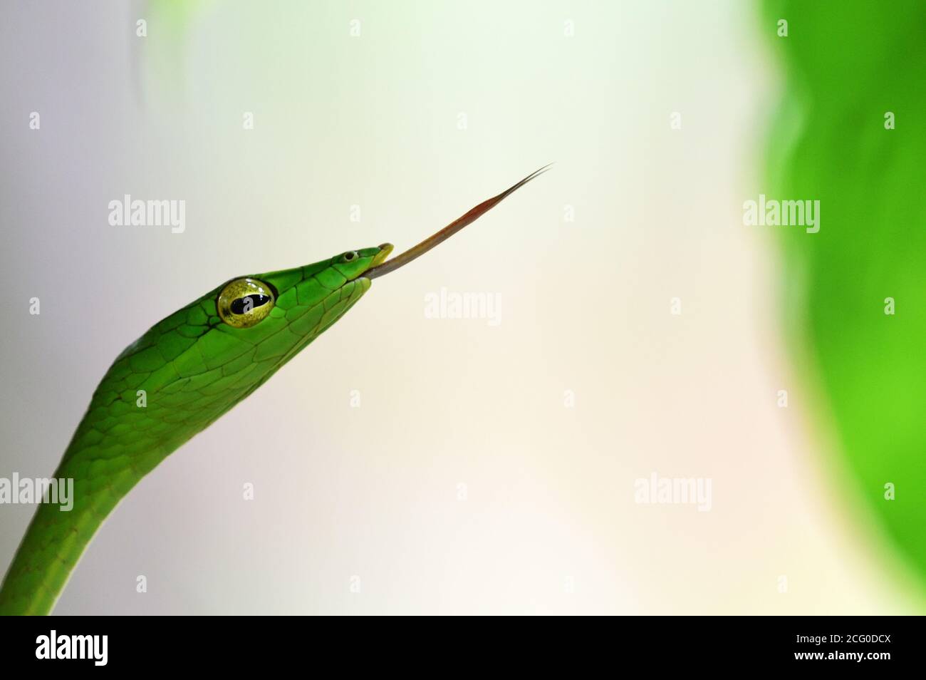 Green vine snake Stock Photo