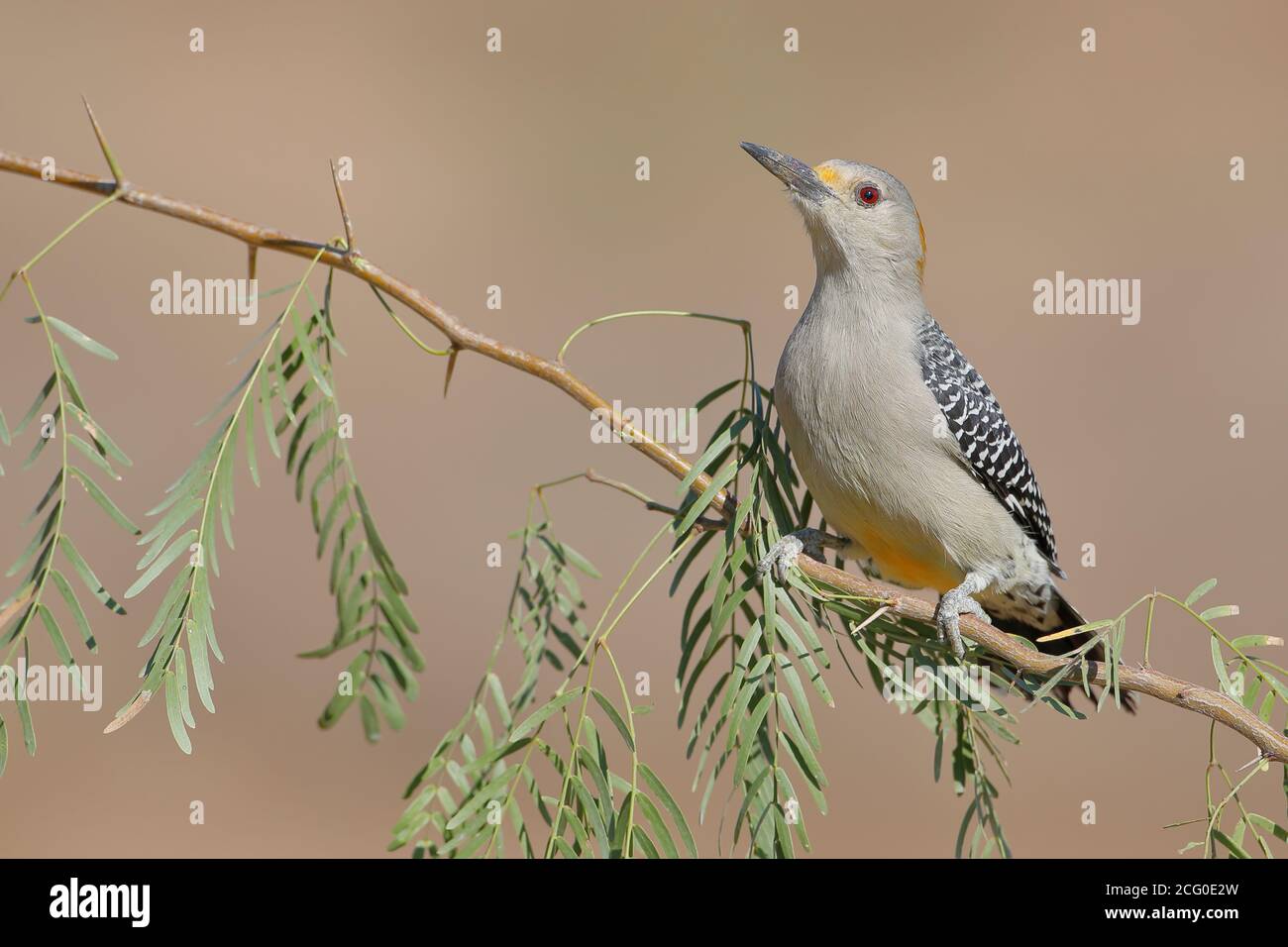 Golden-fronted Woodpecker (Melanerpes aurifrons) on branch in South Texas, USA Stock Photo