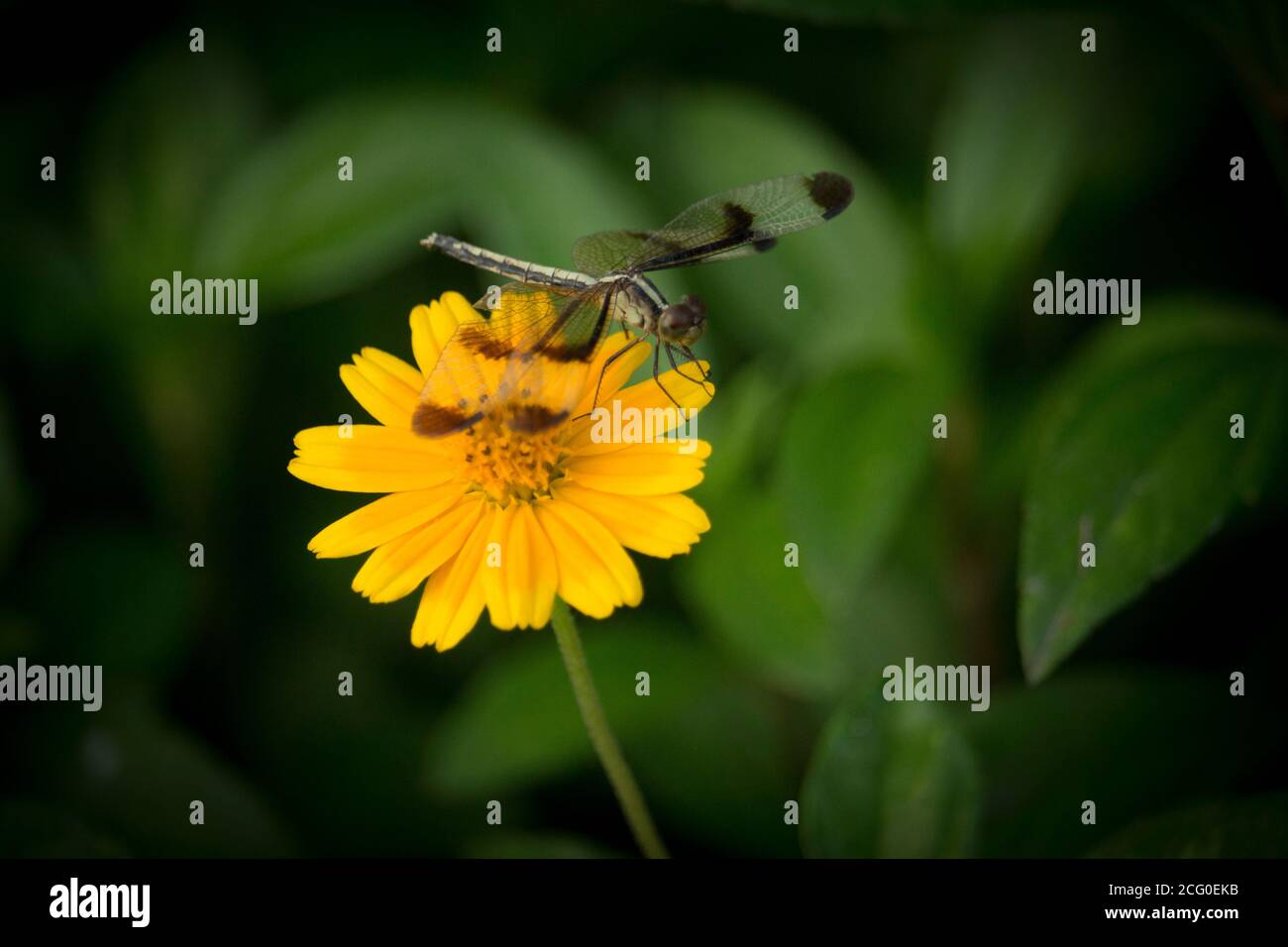 A blue net-winged insect sitting on a   Cosmos flower. Stock Photo