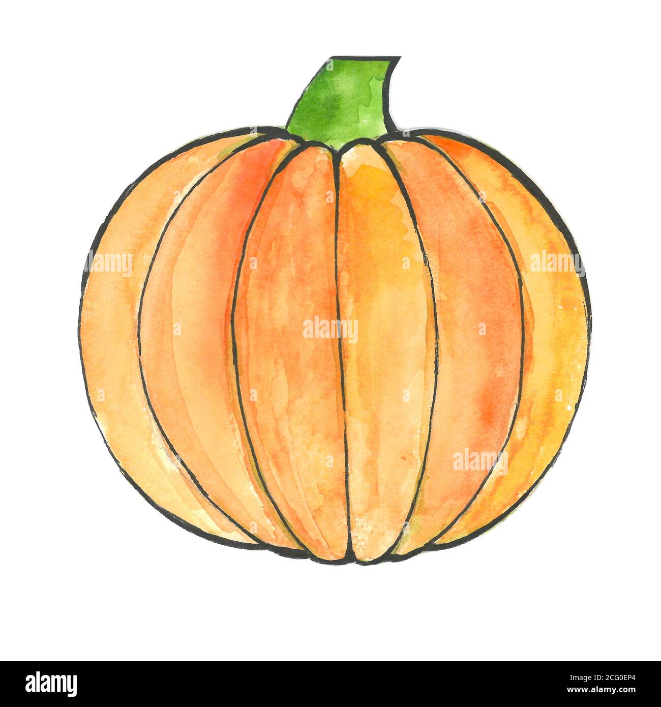 Pumpkin by a watercolour isolated on white background. Watercolor ...