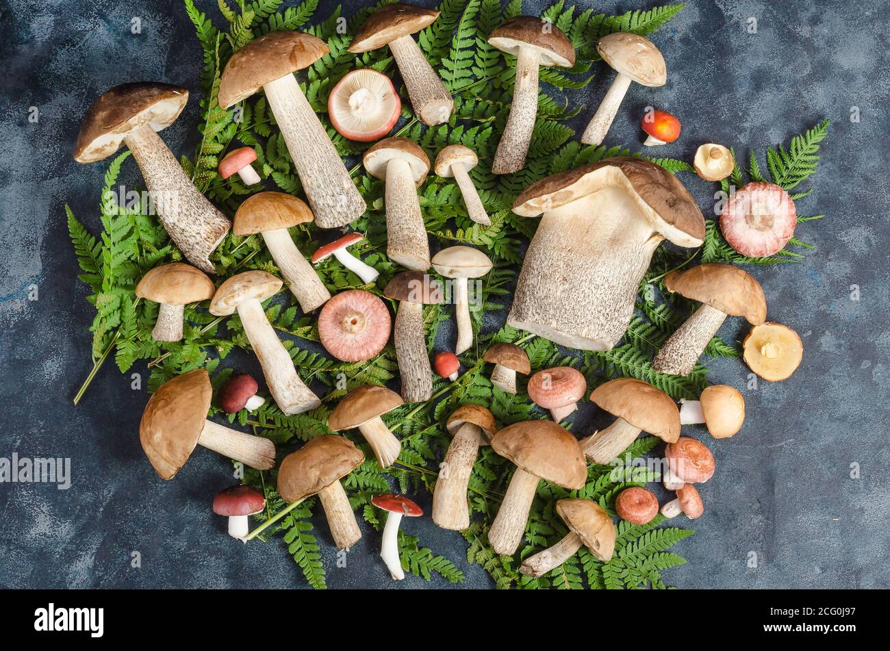 Fresh raw edible wild boletus mushrooms and russula on fern leaves on a dark background. flat lay. Stock Photo