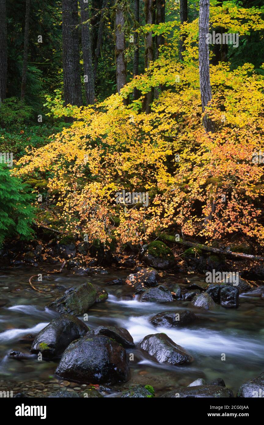 North Fork Cispus River, Gifford Pinchot National Forest, Washington