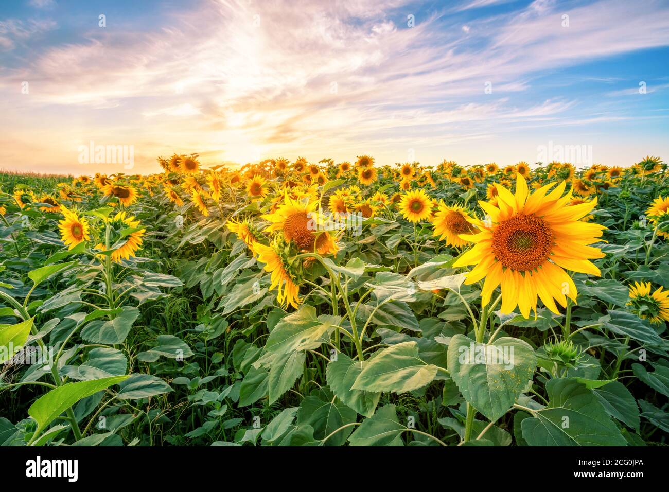Sunflower field at sunset under dramatic sky Stock Photo - Alamy