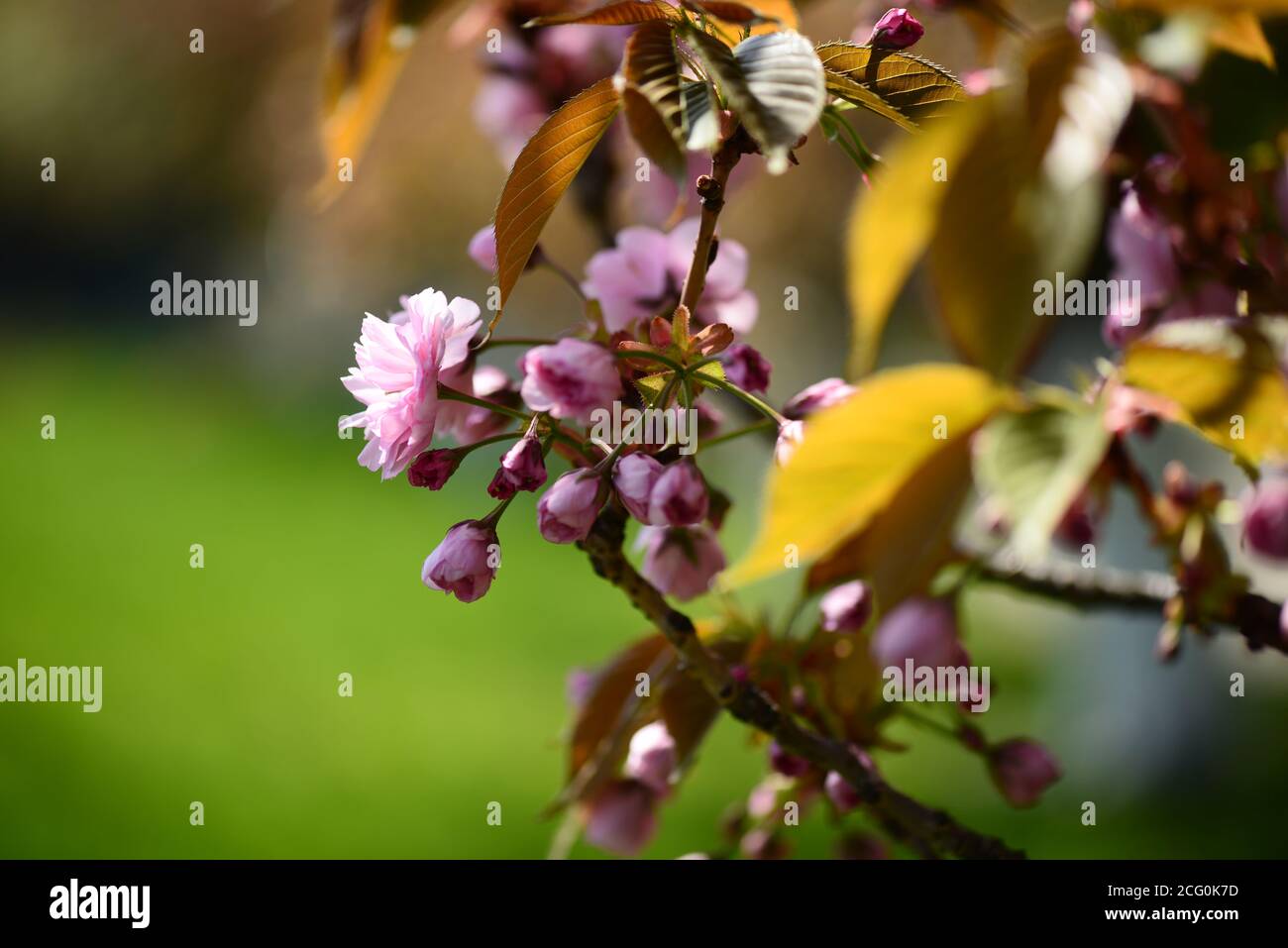 Vivid color of Cherry Blossom or Sakura flower on background soft focus ...