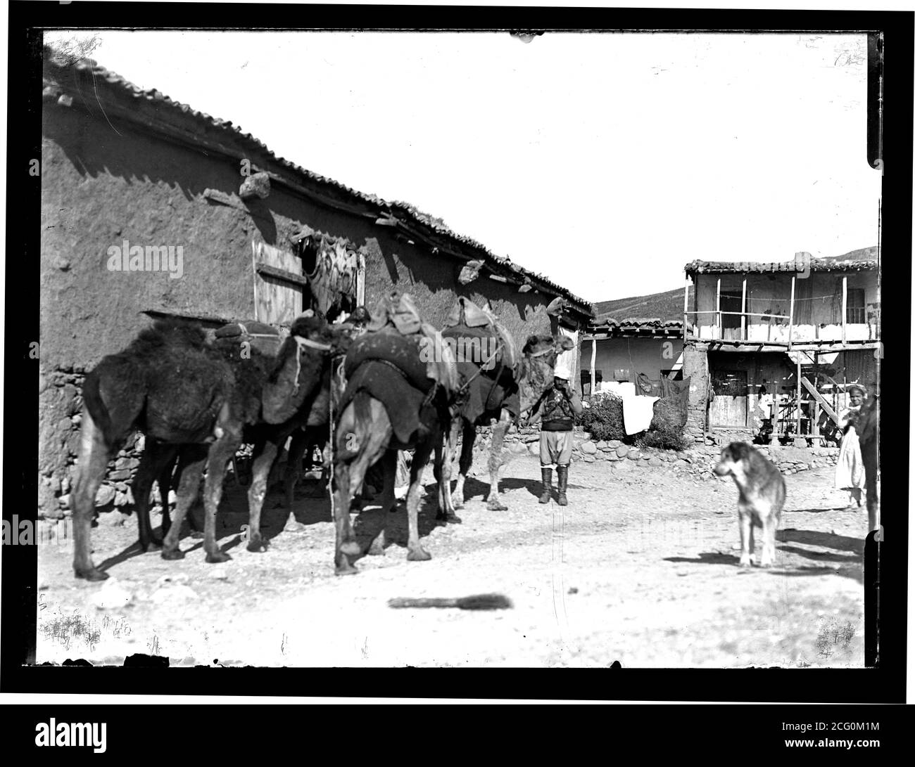 A small caravan of 4 camels packed with goods moving through a typical, small mountain village in the western part of Ottoman Turkey. The caravan leader is standing and posing for the camera, watched by a dog and a local girl. Washing on the line for drying. Photograph taken around 1910-1920. Copy from a dry glass plate, originating from the Herry W. Schaefer collection. Stock Photo