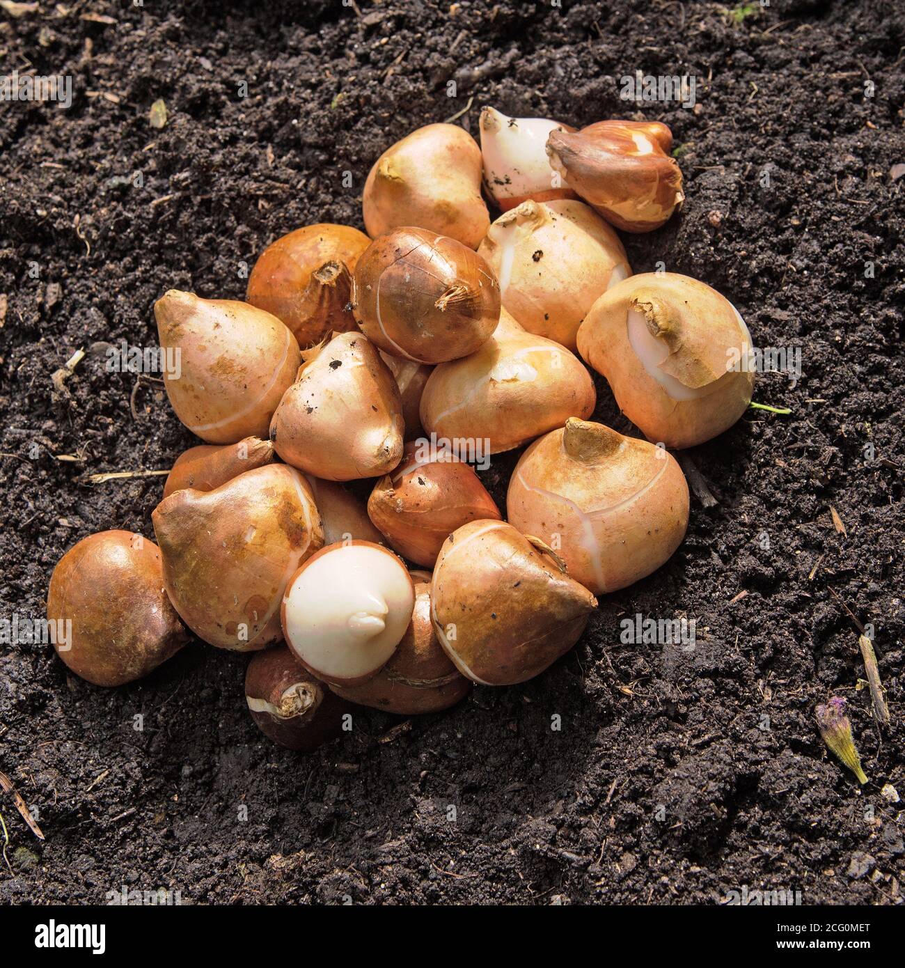 Tulip bulbs on potting soil Stock Photo Alamy
