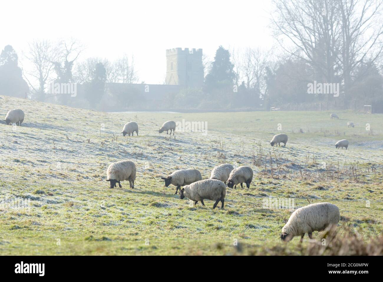 UK countryside landscape with a flock of sheep in frosty winter weather. Village church in background Stock Photo