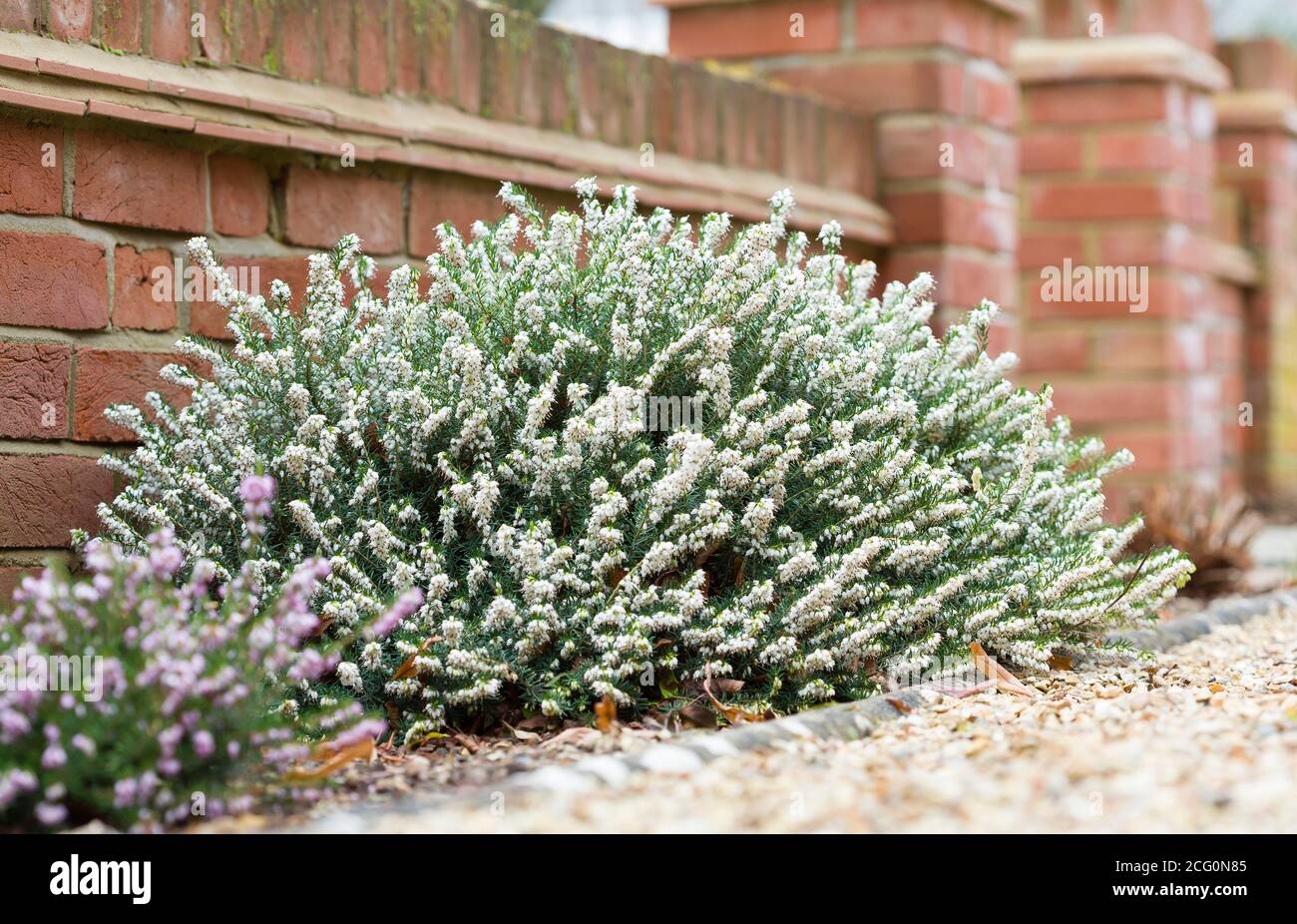 Heathers, winter flowering heather plants, White Perfection, erica x darleyensis, in a garden flowerbed, UK Stock Photo