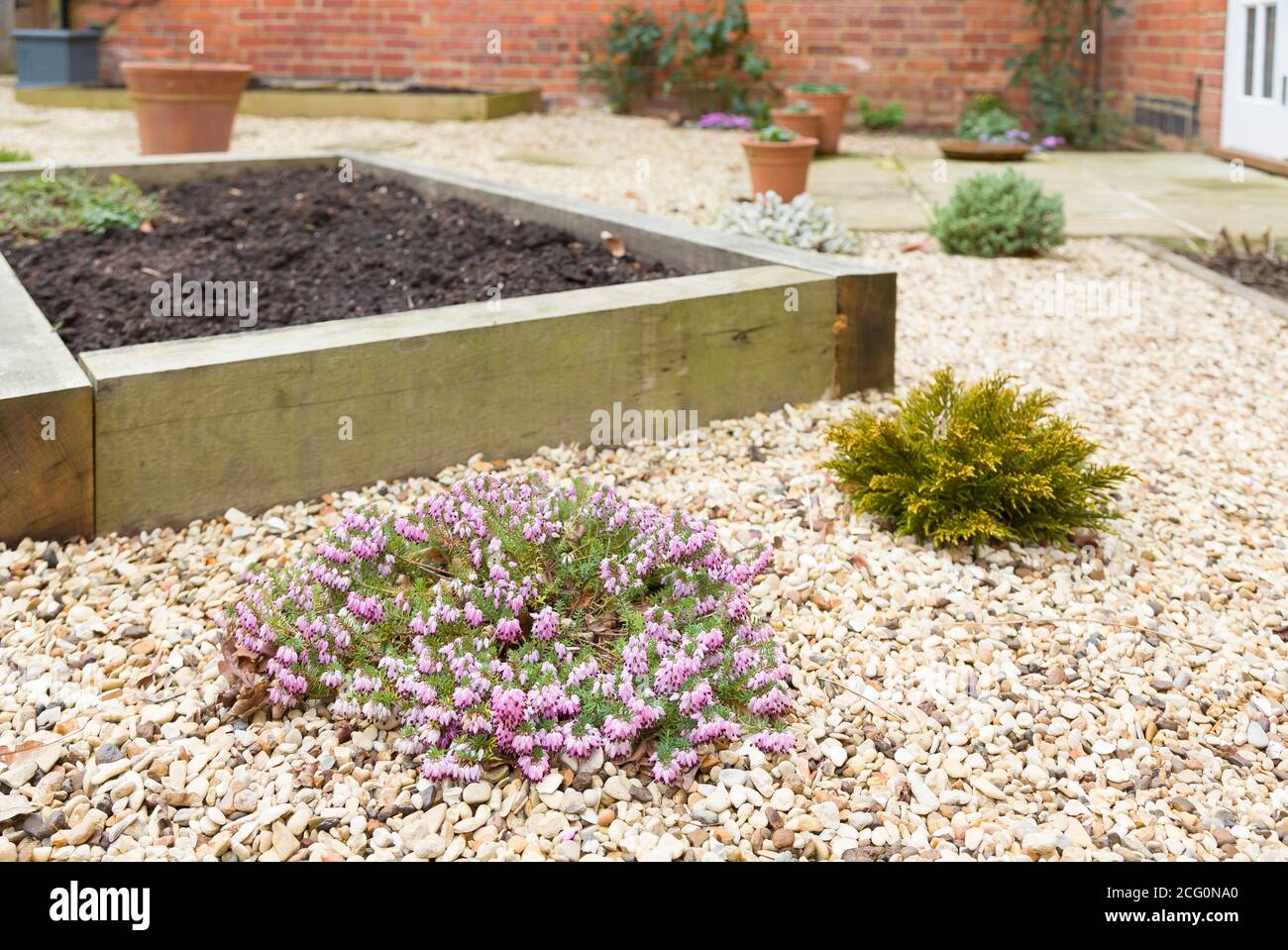 Winter garden scene with heathers and hebes, winter shrubs for garden colour, UK Stock Photo