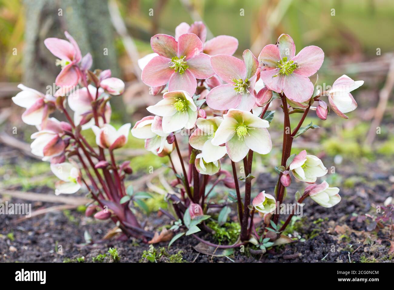 Pink and white winter rose, Christmas rose or hellebore, Helleborus Niger plant growing in a garden, UK Stock Photo