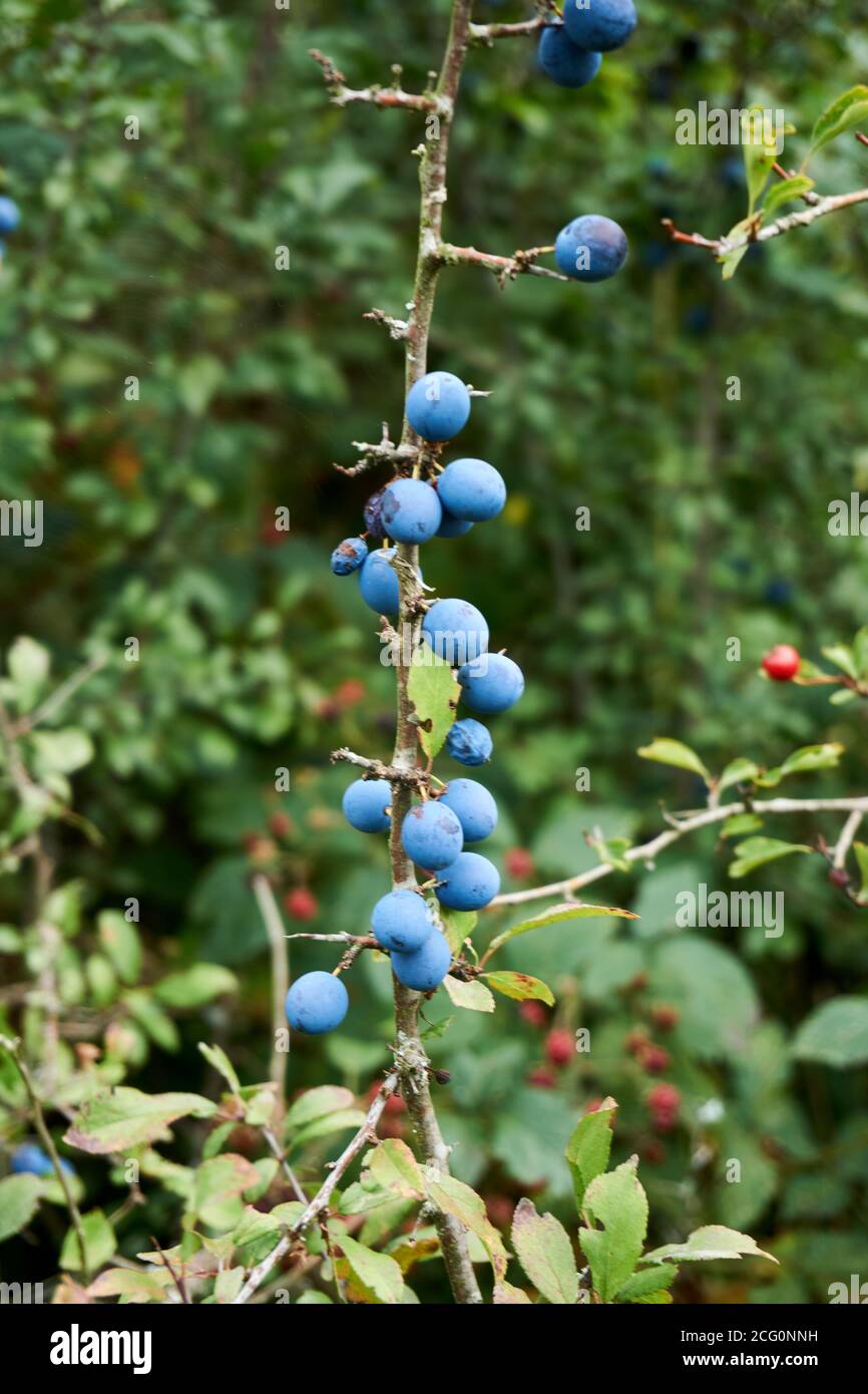 Prunus Spinosa Tree High Resolution Stock Photography and Images - Alamy