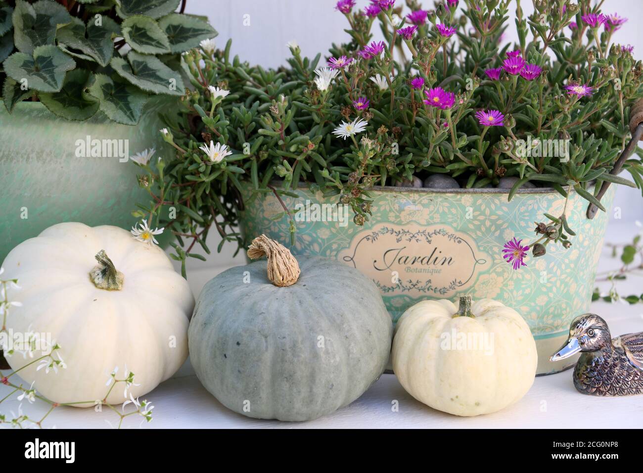 decoration with midday flowers and white pumpkins Stock Photo