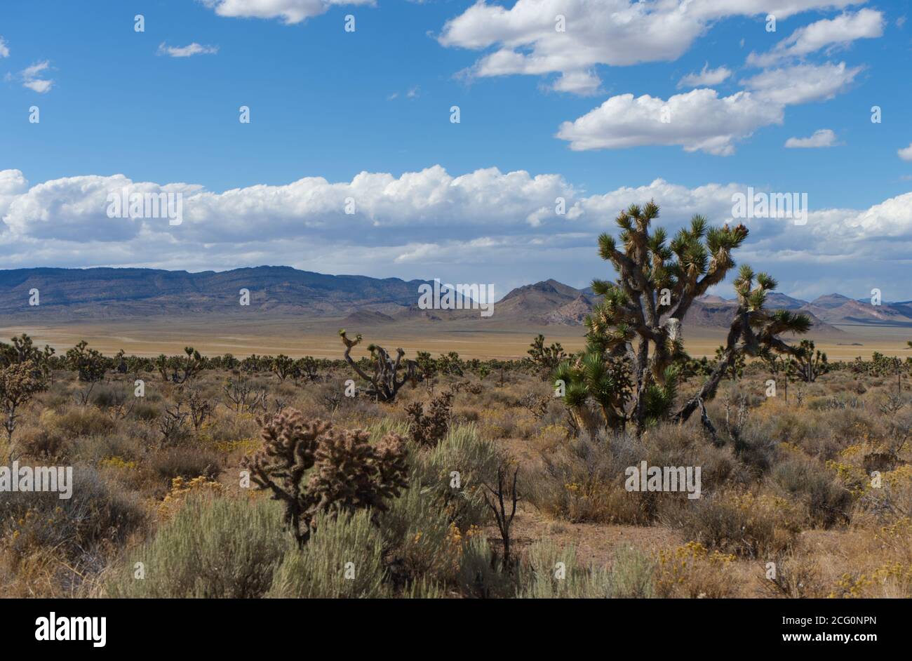 Semi desert landscape desert plants hi-res stock photography and images ...