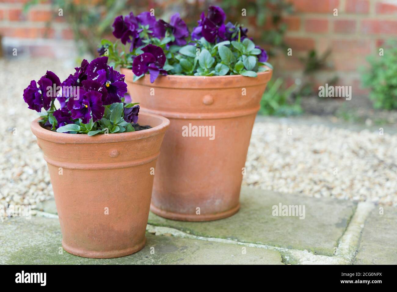 Pansy flowers, purple pansies, winter to spring flowering Pansy Ruffles plants in garden pots on a patio, UK Stock Photo