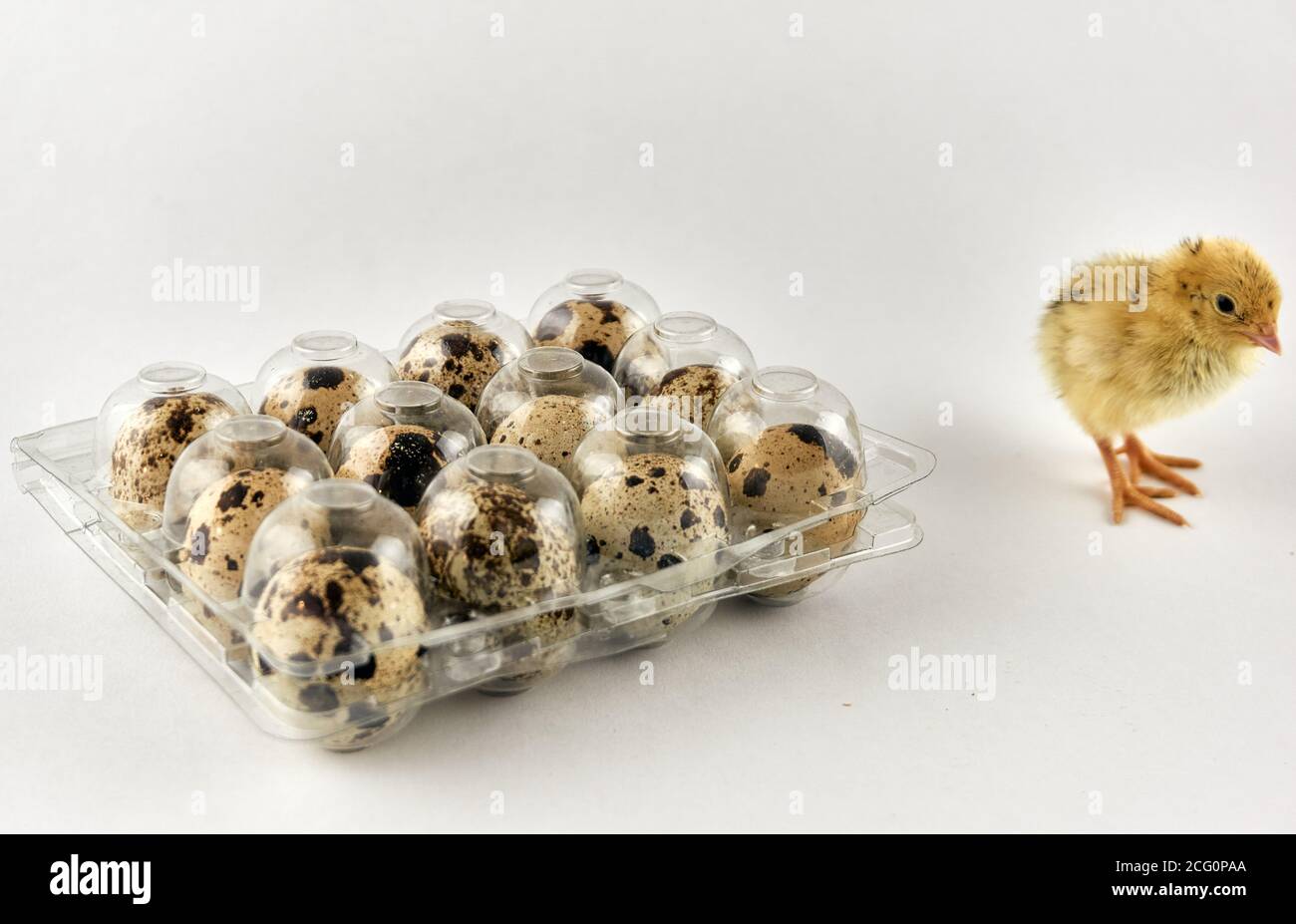 Baby quail next to a plastic box full with eggs Stock Photo