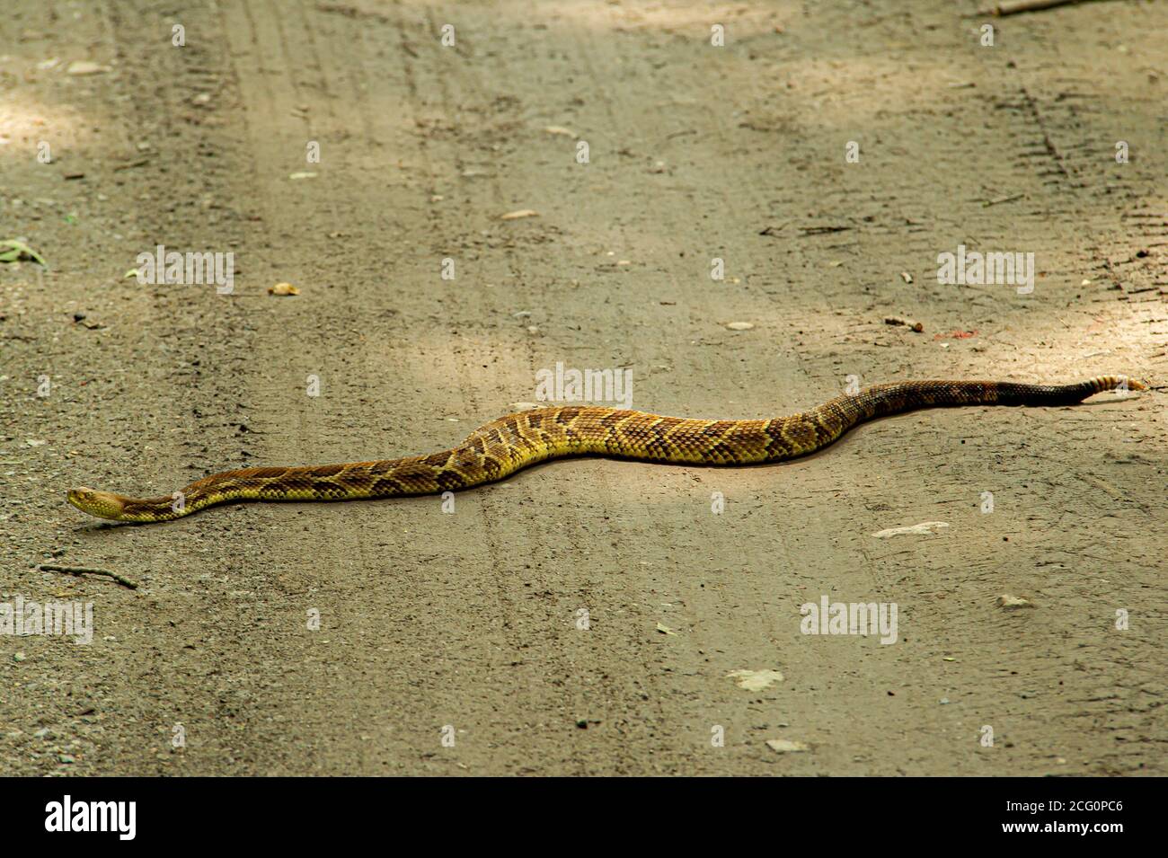 Timber Rattle Snake Stock Photo