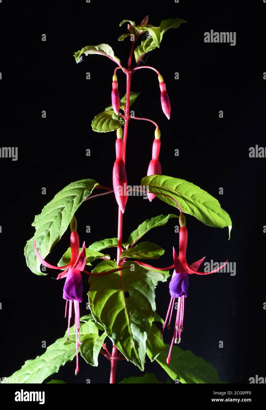 Still life of  a fuschia plant (Fuchsia magellanica) with flowers and leaves against a black background Stock Photo
