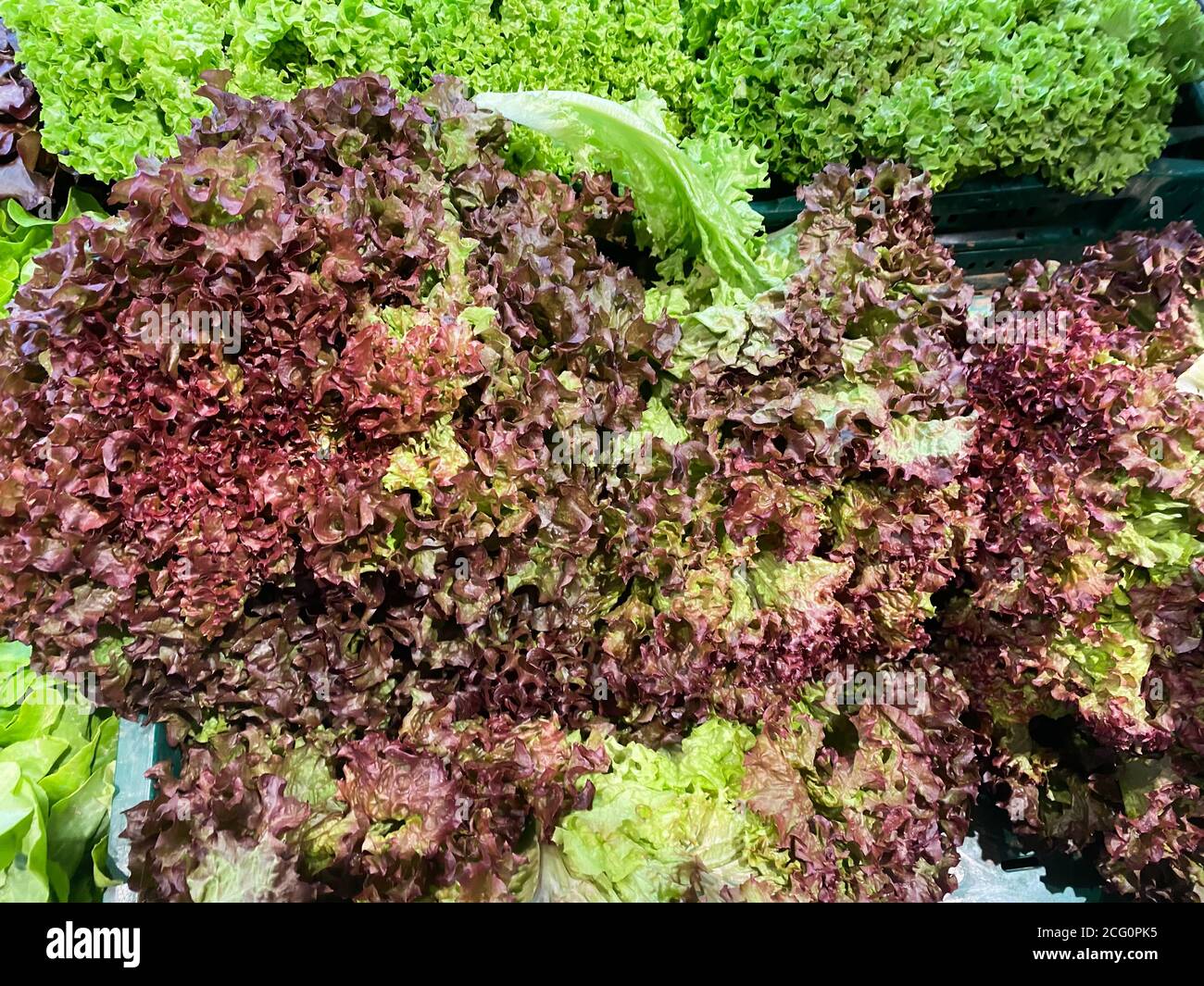 Closeup of isolated italian fresh raw lollo rosso and bionda lettuce on german market Stock Photo