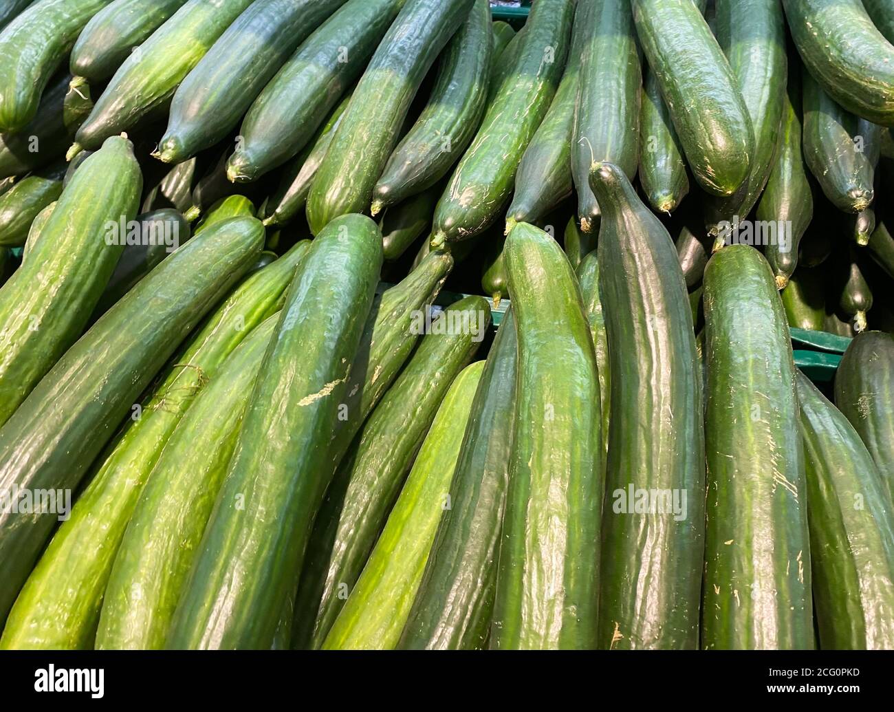 View on pile many green frech raw cucumbers on german market Stock Photo