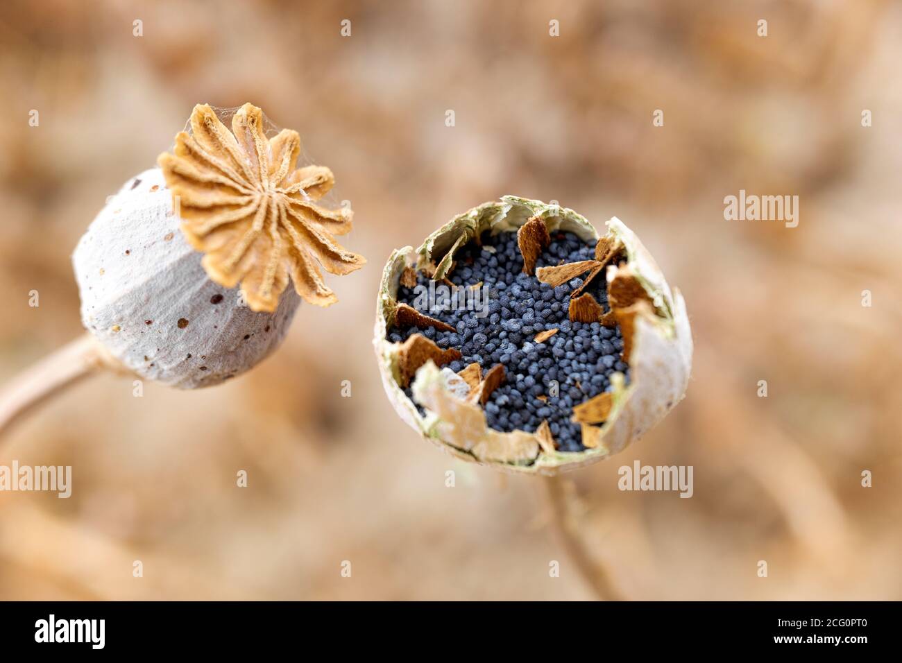 Macro detail of the poppy seeds inside the plant without collecting yet. Stock Photo