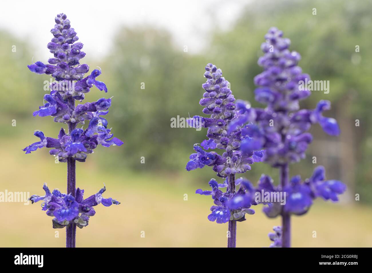 Close up of a velocity blue salvia plant in bloom Stock Photo