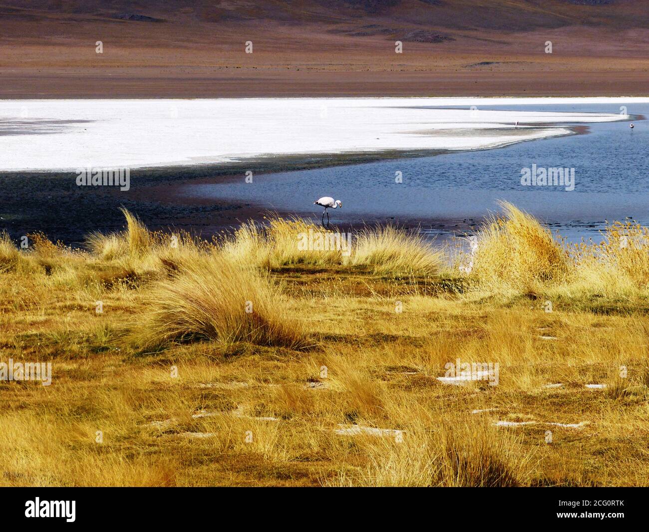 Breathtaking wild beauty of Laguna Canapa, Siloli desert, Altiplano, Bolivia. Flamingo in mineral lake. Incredibly wilderness beautiful landscape. Stock Photo