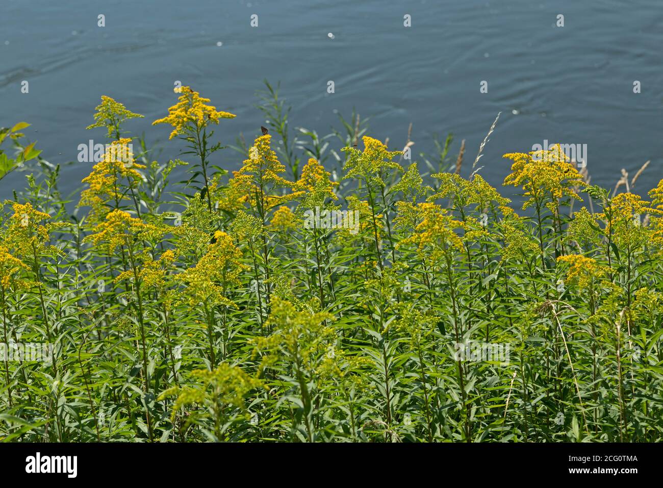 Canadian goldenrod (Solidago canadensis), nature reserve Danube