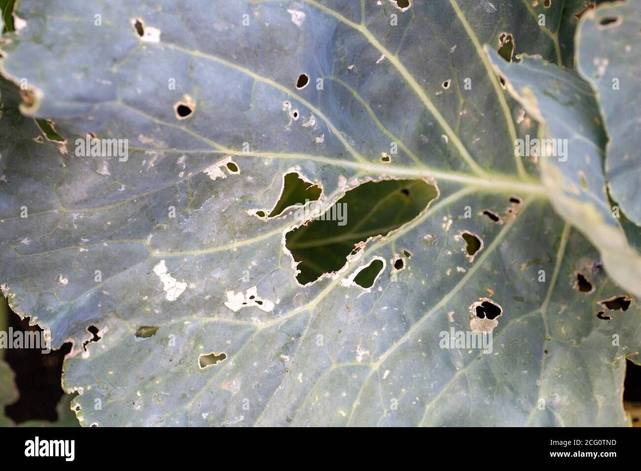 cabbage diseases. Cabbage leaves damaged by pests. the caterpillars ate
