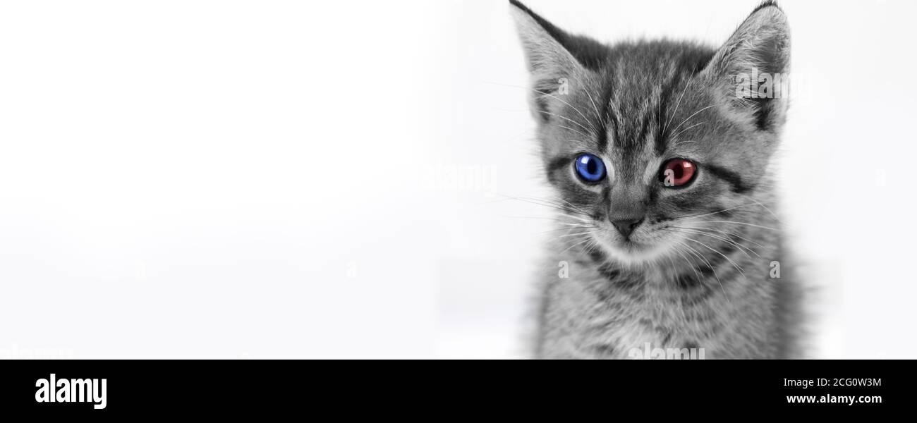 Tabby Kitten with one red eye and one blue eye. Independent voter concept. Republican and Democrat in one Stock Photo