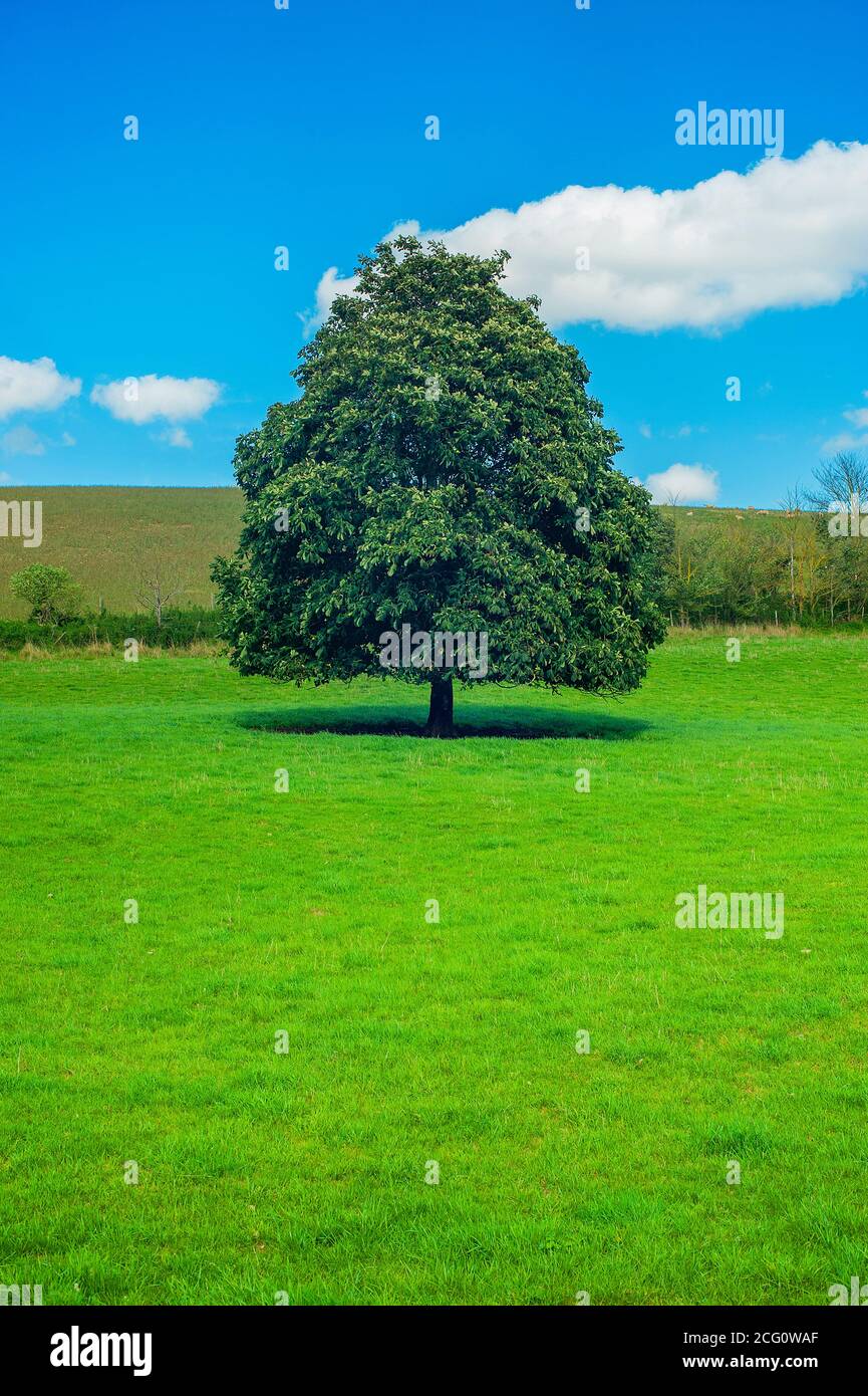 Tree in field with blue sky and clouds Stock Photo - Alamy