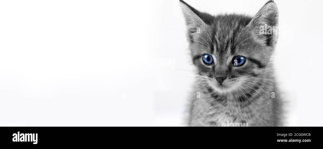 Domestic Tabby Kitten closeup with blue eyes /black and white Stock Photo