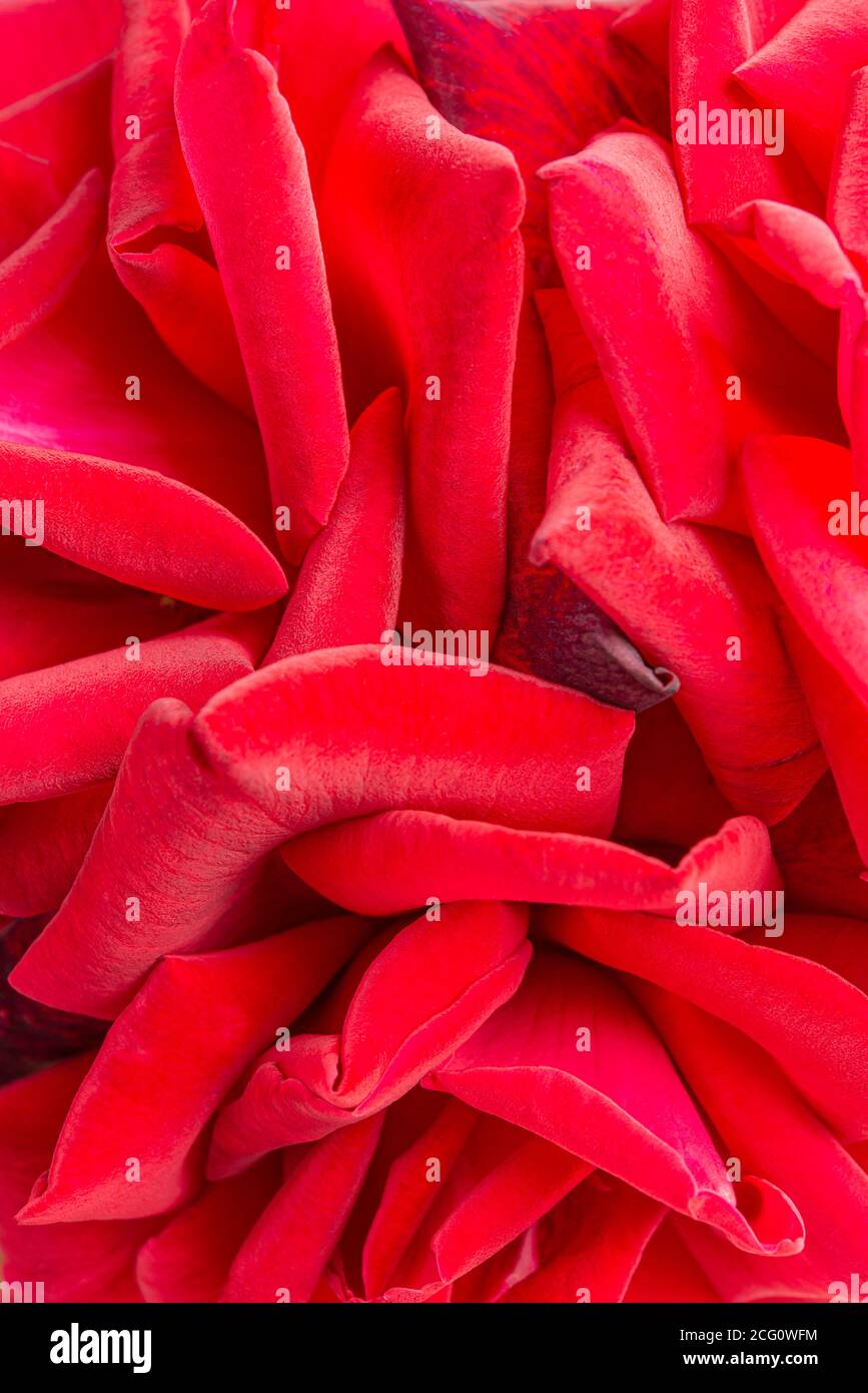 An extreme macro shot with selective focus of a bunched velvety red rose petals. Stock Photo