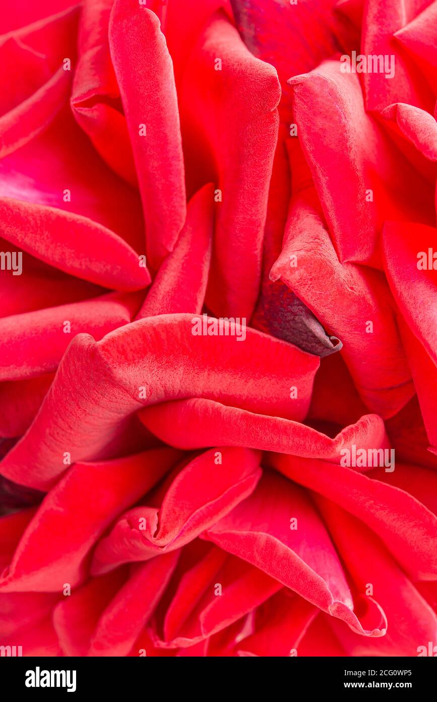 An extreme macro shot with selective focus of a bunched velvety red rose petals. Stock Photo