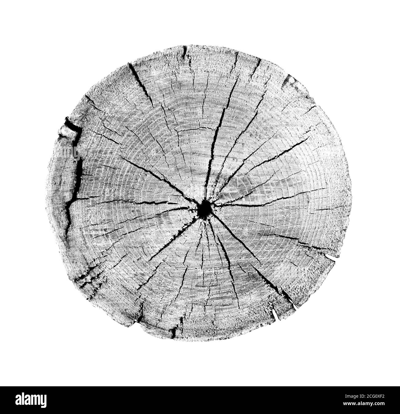 Large piece of round wood with growth rings on a white background. Black and white felled tree trunk cut from the woods. Detailed natural organic text Stock Photo