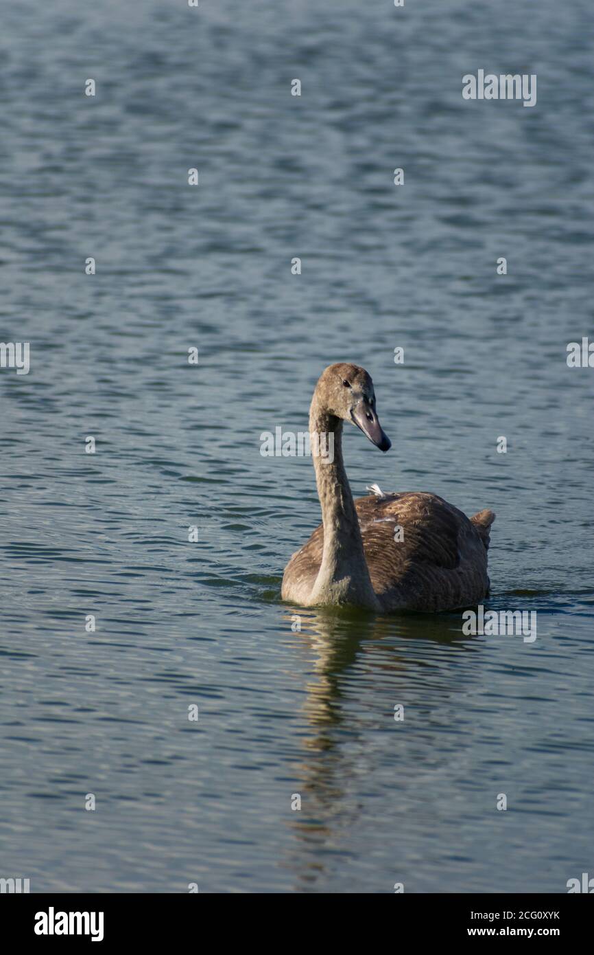 Photograph of a mute swan (Cygnus olor) cygnet swimming in a lake Stock ...