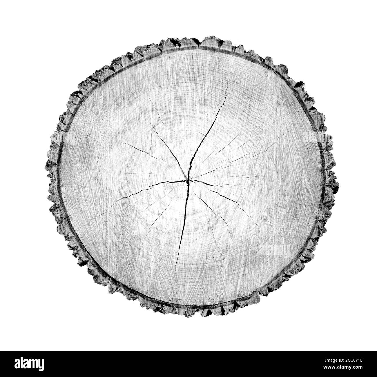 Large piece of round wood with growth rings on a white background. Black and white felled tree trunk cut from the woods. Detailed natural organic text Stock Photo