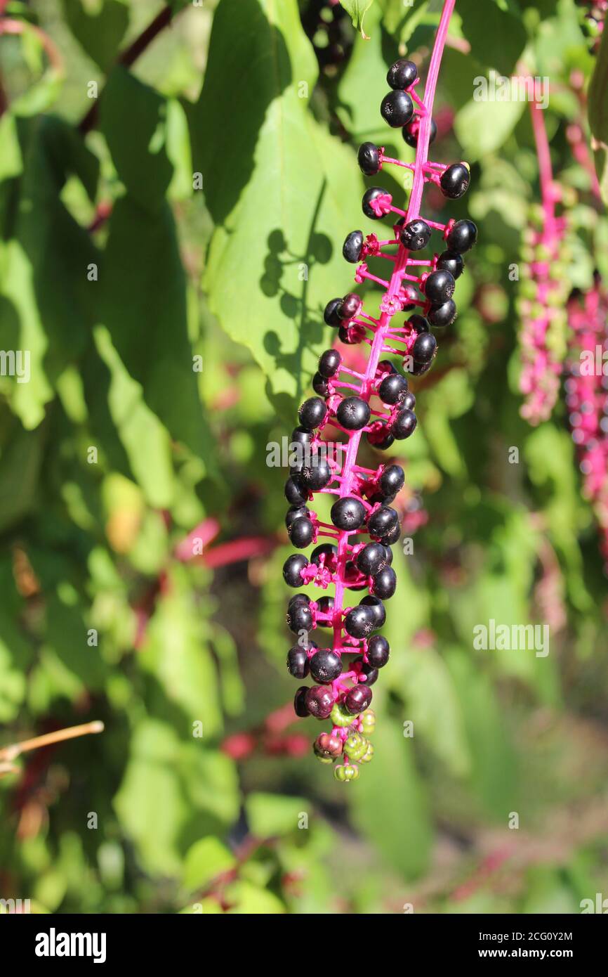 Poke berries at Campground Road Woods Forest Preserve in Des Plaines, Illinois Stock Photo