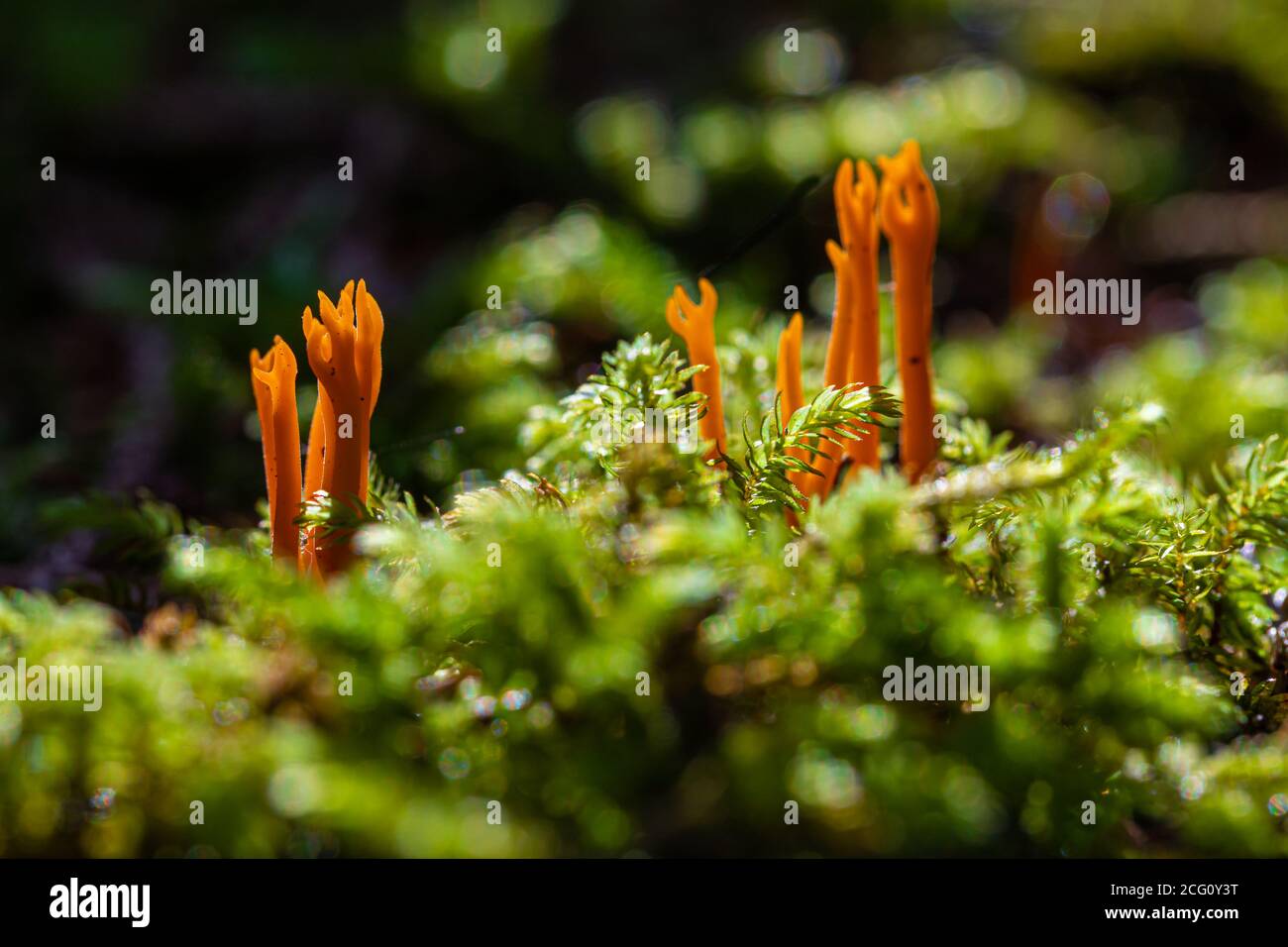 Calocera viscosa (English yellow stagshorn) is a jelly fungus, member of the Dacrymycetales.   It is common and its bright colour makes it stand out Stock Photo