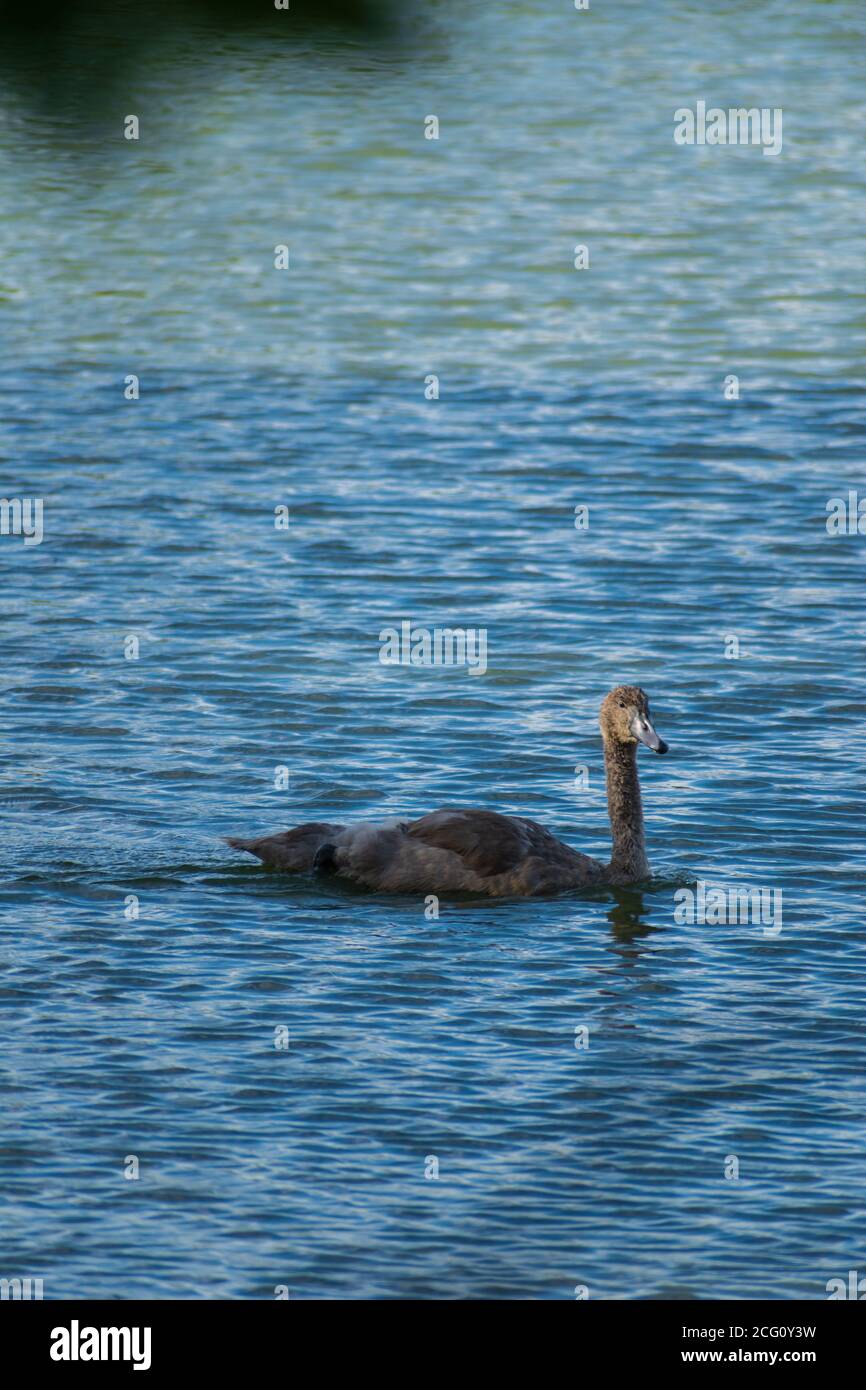 Photograph of a mute swan (Cygnus olor) cygnet swimming in a lake Stock ...