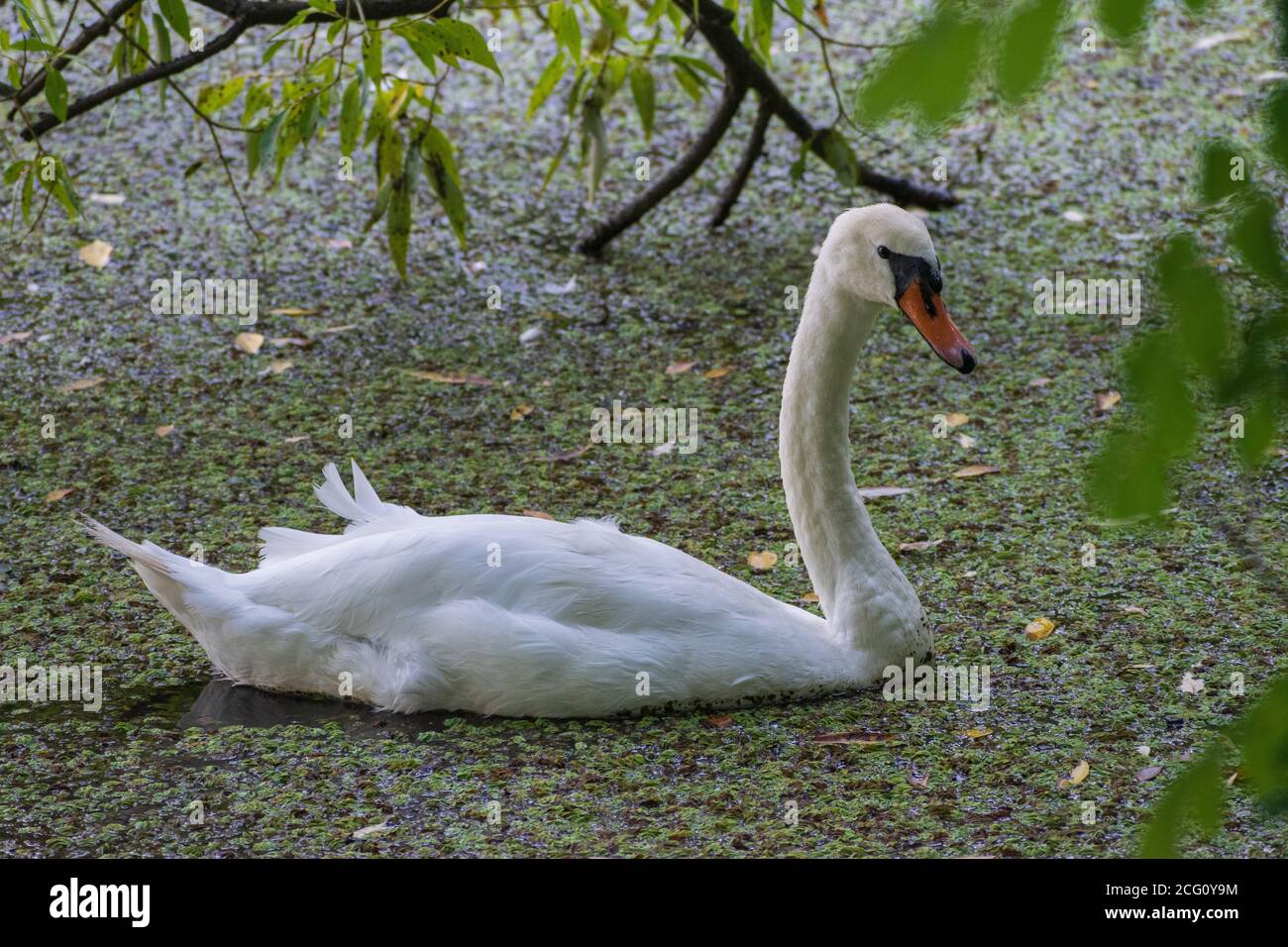 Photograph of an adult mute swan (Cygnus olor) swimming in a lake Stock ...