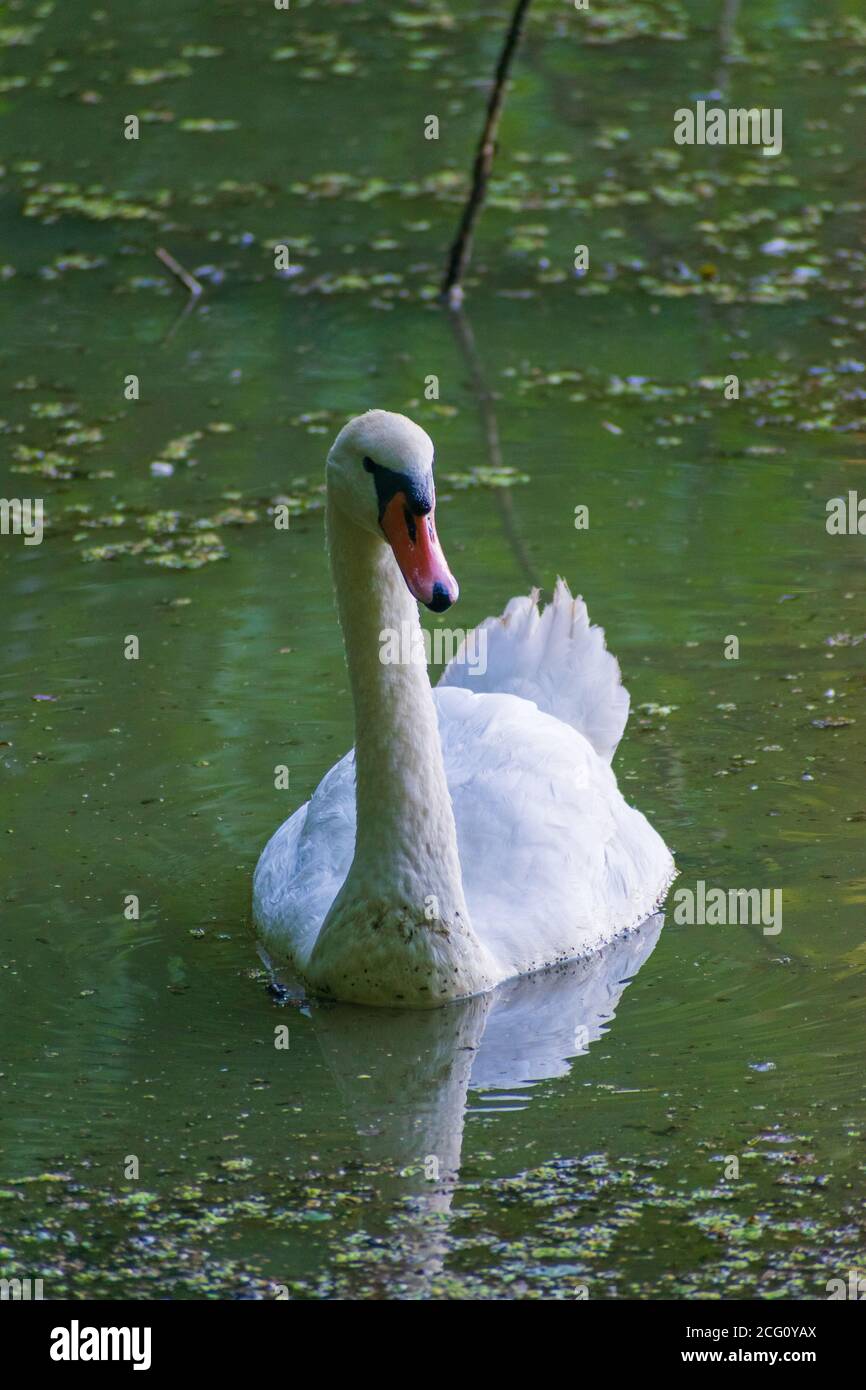 Photograph of an adult mute swan (Cygnus olor) swimming in a lake Stock ...