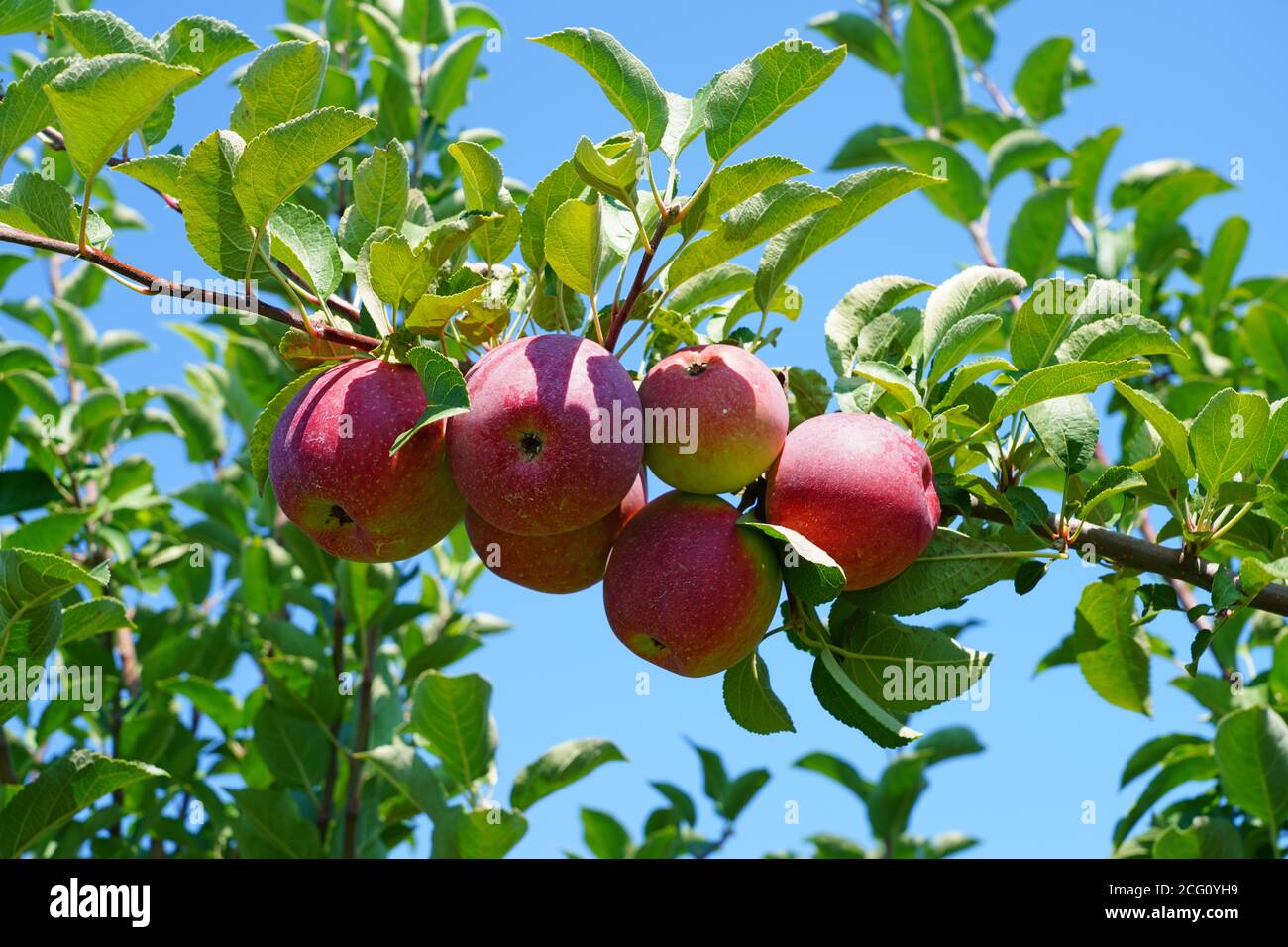 McIntosh Apple  The Canadian Encyclopedia