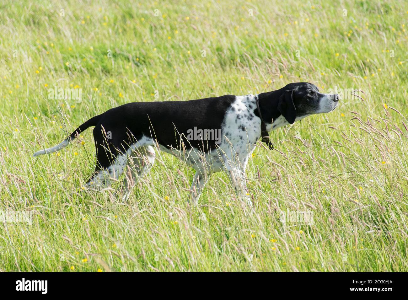 Dog pointing stance hires stock photography and images Alamy